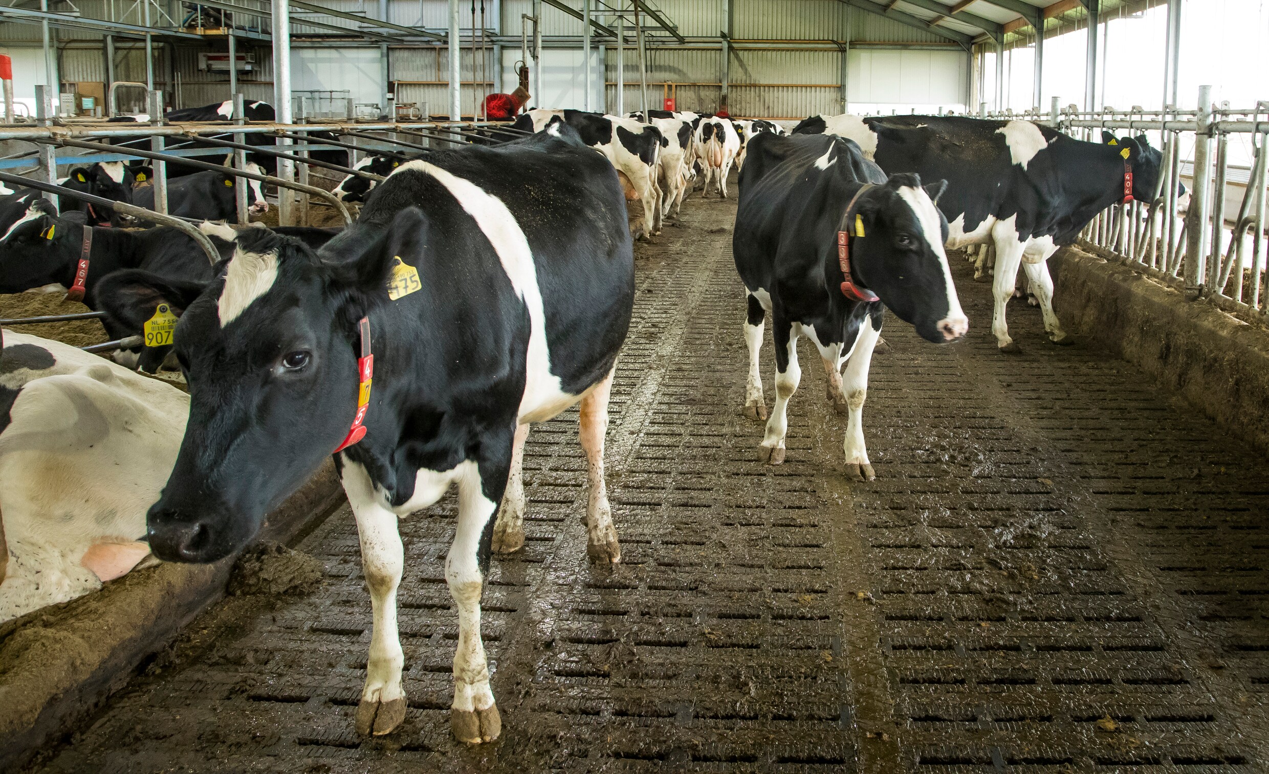 Boeren En Burgers Moeten Samen Werken Aan Gezonde Leefomgeving Trouw