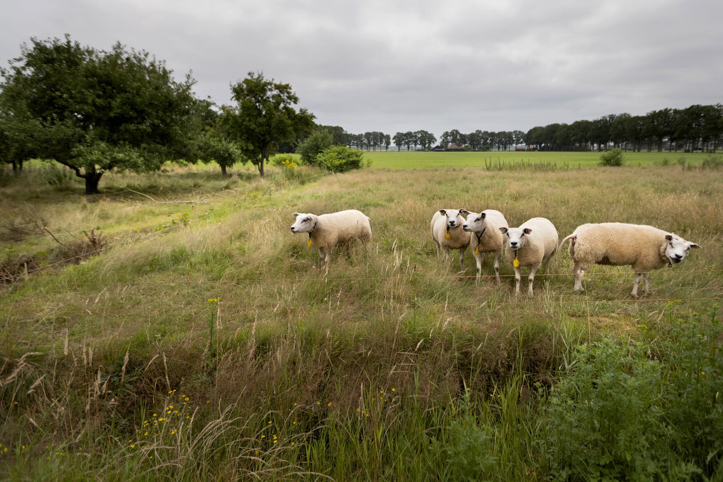 Koloni N In Eigen Land Voor De Armen En Het Uitschot Vroeger Was Je