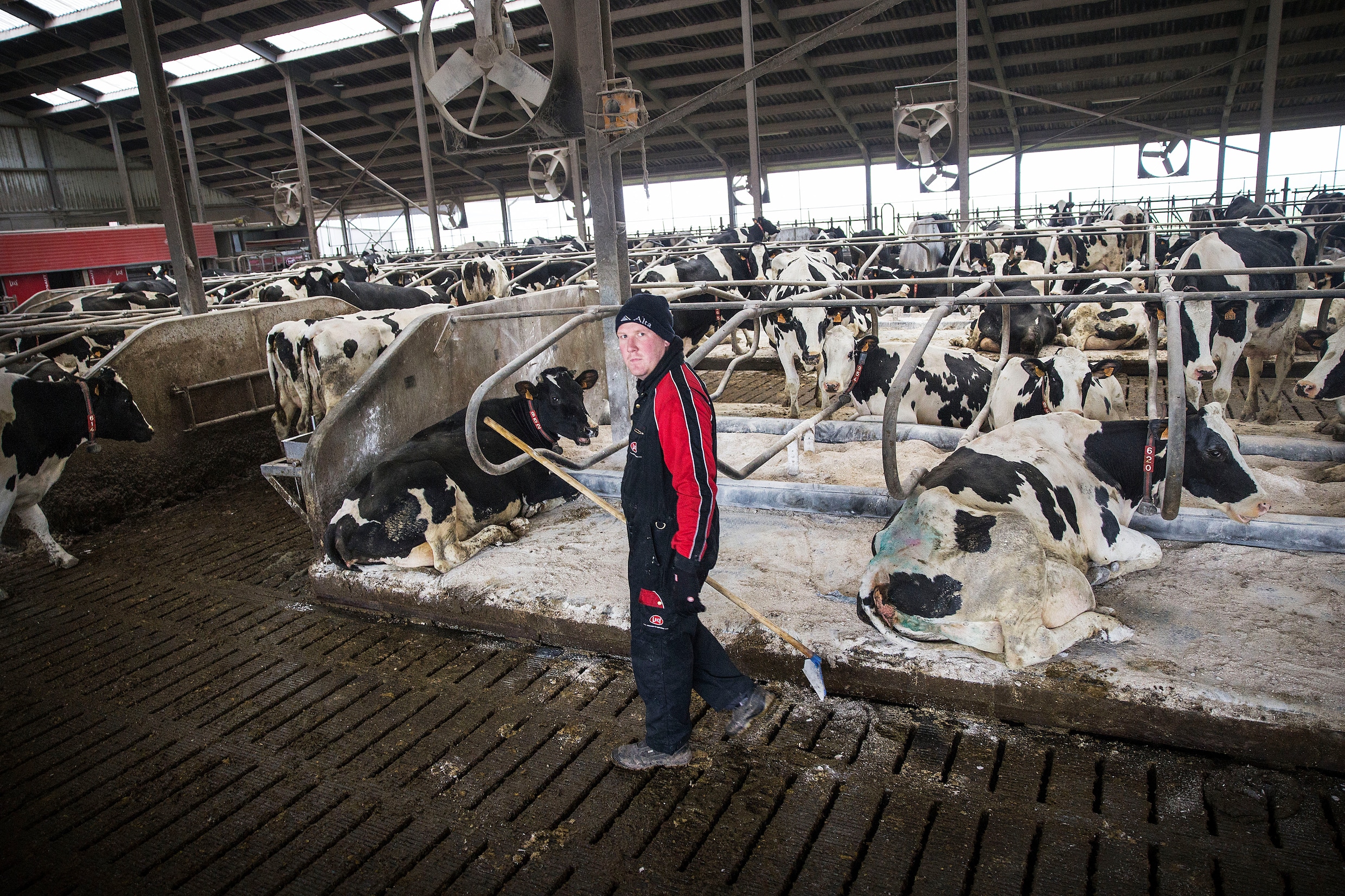 Belandt België nu ook in een stikstofcrisis Duizenden Vlaamse boeren