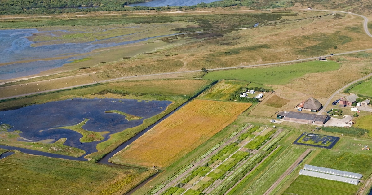 Zilte groente van Texel als exportmiddel