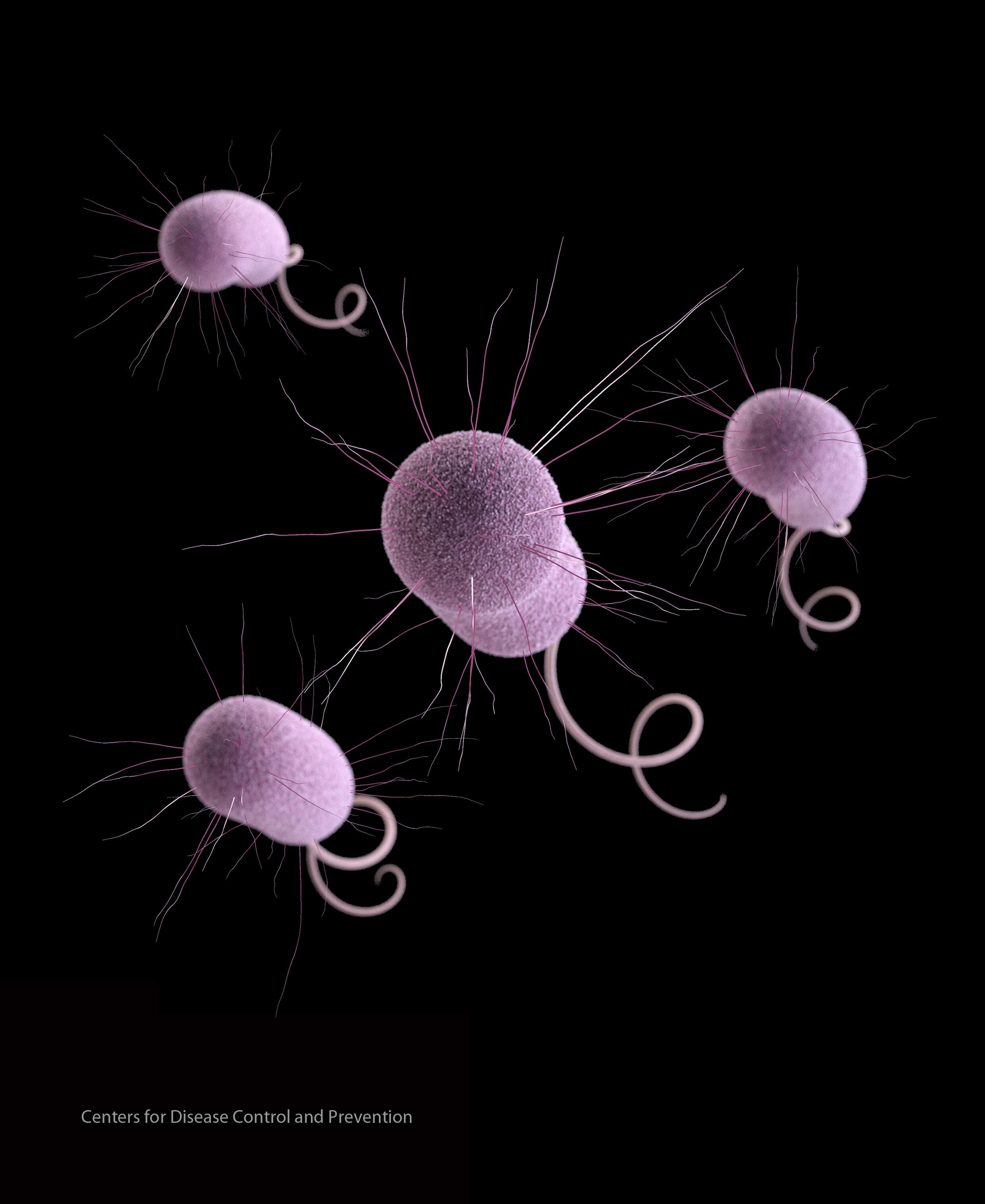 2. E. coli en enterococcen