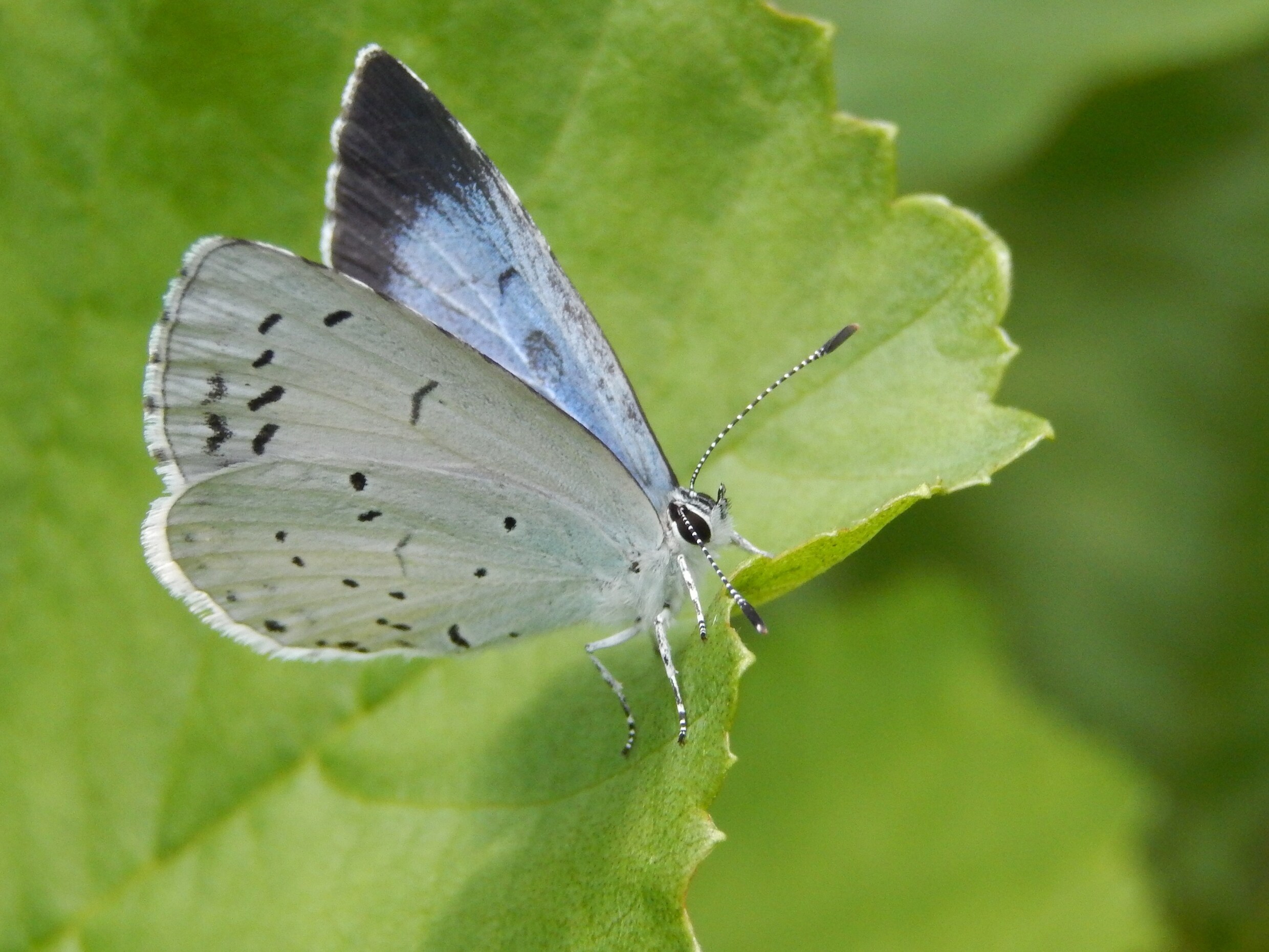 Vlinders tellen: hoe haal je die blauwtjes en witjes uit elkaar?