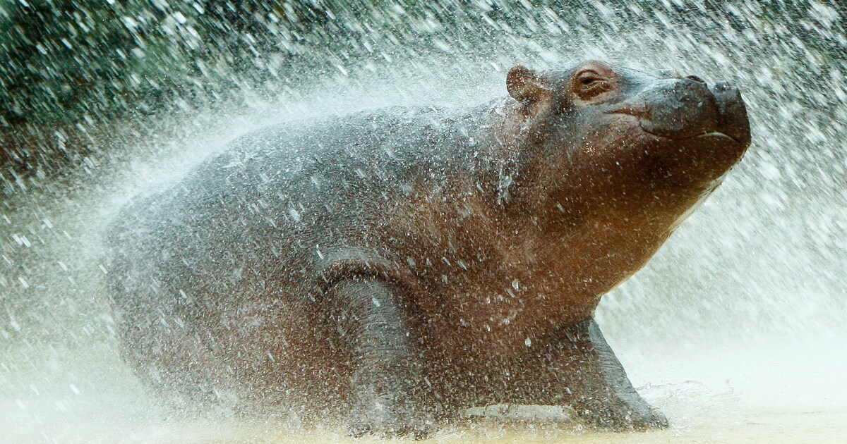 Бегемот купается. Бегемот купается. Hippopotamus amphibius бегемот. Бегемот купается. Бегемотик купается.