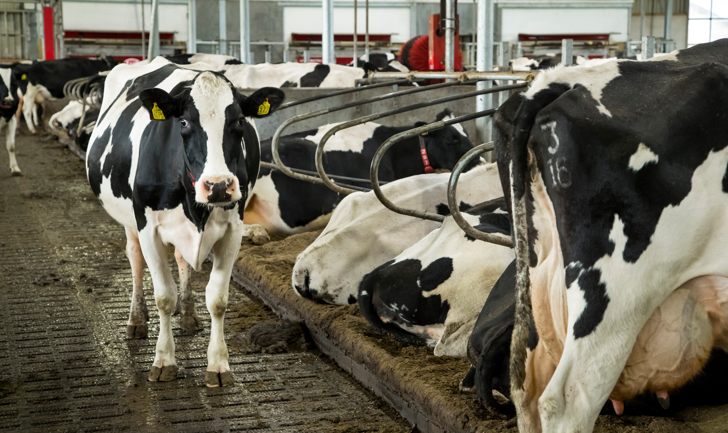 Overheid blokkeert tweeduizend veehouders om melkveefraude