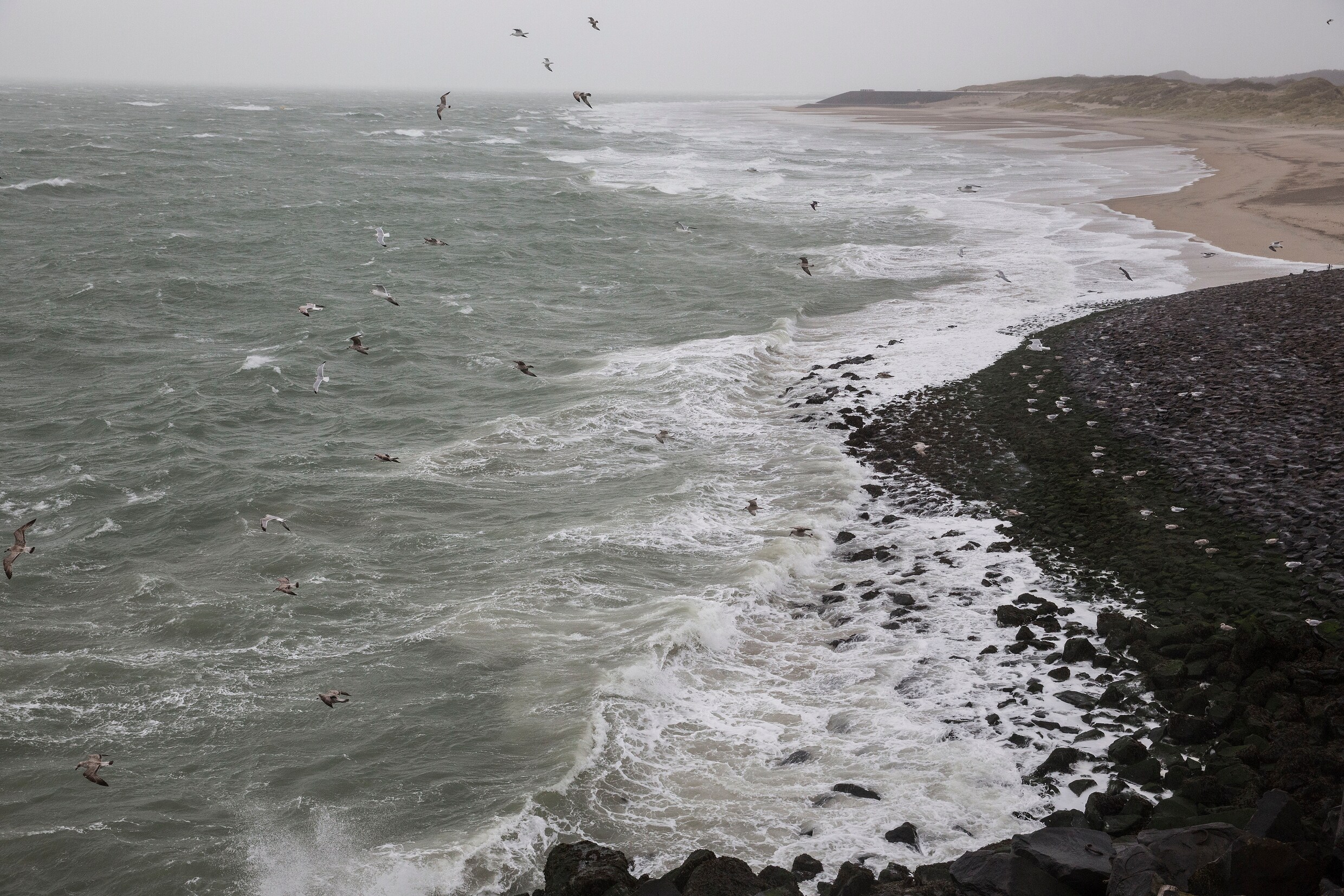 Schadelijke stof pfas zit ook in zeeschuim aan Nederlandse kust. ‘Speel ...