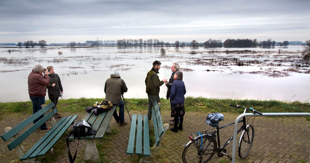 Het hoogwater in Gelderland trekt veel bekijks: ‘De natuur heeft het overgenomen'