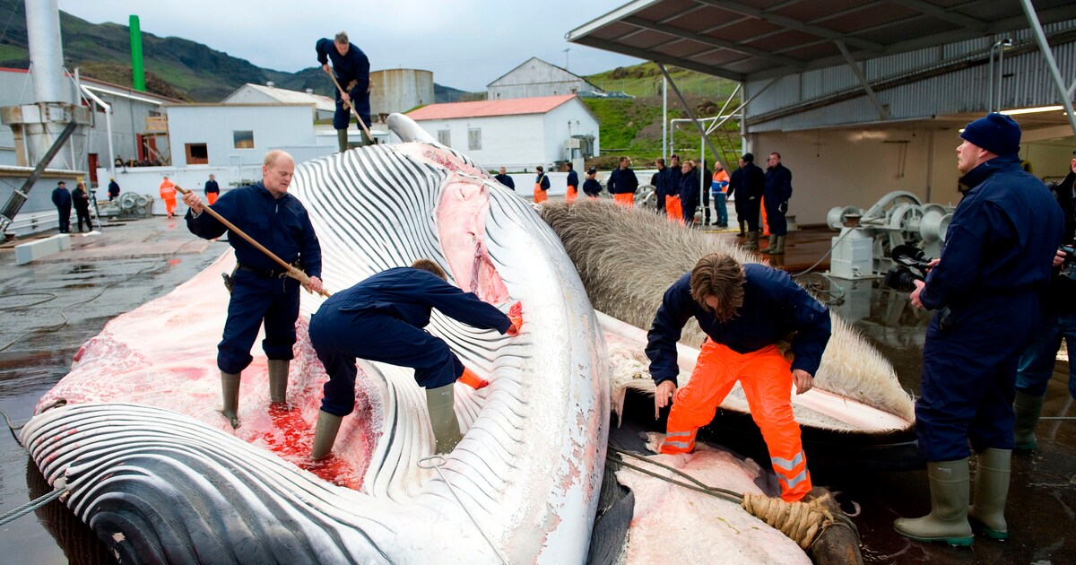 IJsland hangt harpoen aan de wilgen nu Japan zijn eigen sashimi vangt