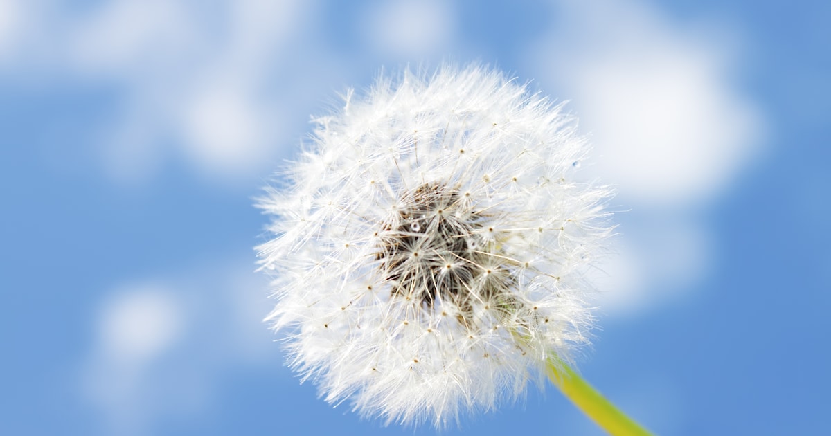 De paardebloem kleurt de velden niet meer geel, zoals vroeger