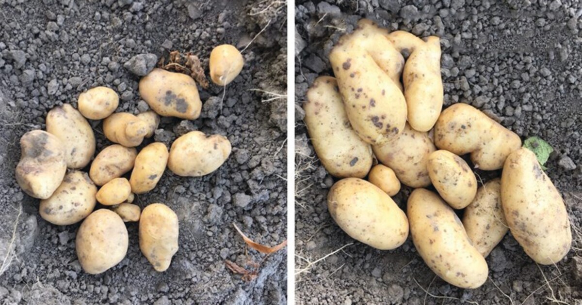 Waarom deze Groningse boer dit jaar wél grote aardappels oogst
