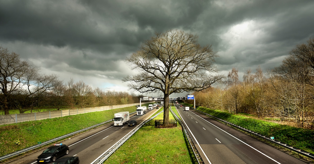 De bedreigde troeteleik van Ulvenhout is boom van het jaar