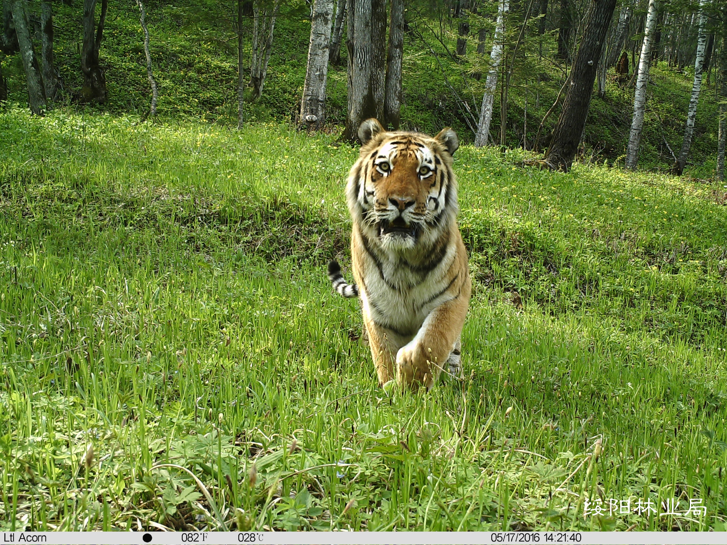 Zo reanimeert China de bijna uitgestorven Siberische tijger