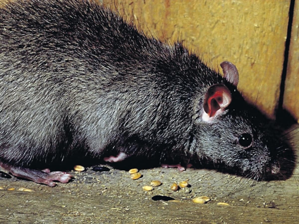Zwarte Dood Ratten Cartoon Ratten Vies Of Eng? Nee, Het Zijn Net