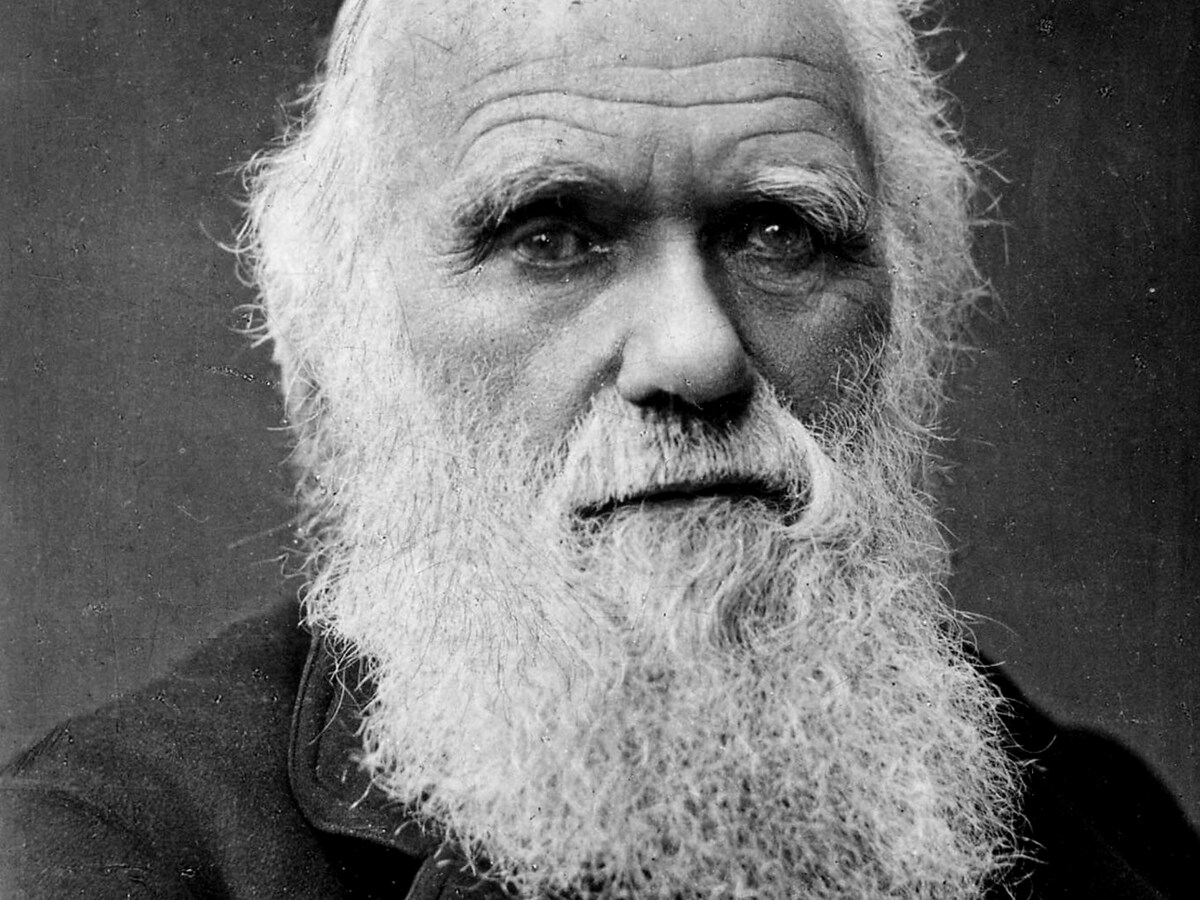 Sociaal Darwinisme Foto's Darwin Industry Spint Darwinmythe