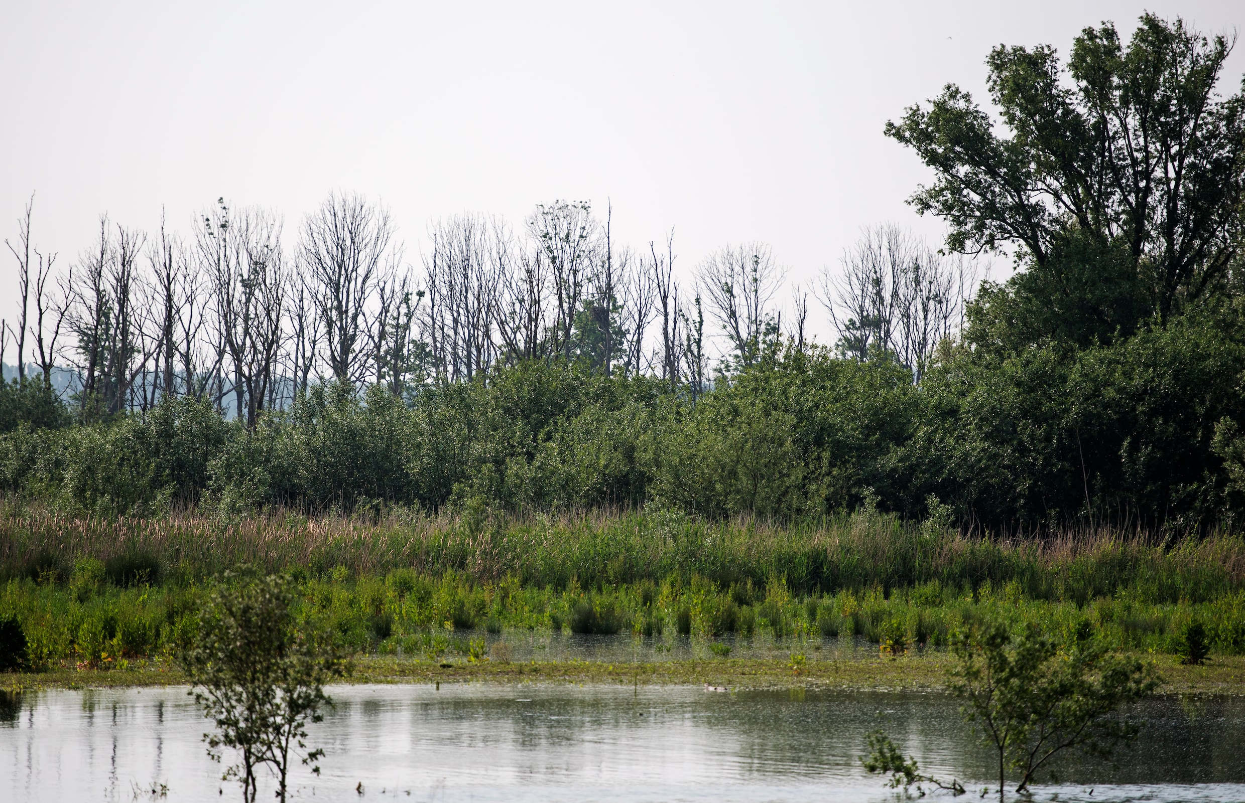 Een zwerftocht naar niks in de Biesbosch is nog best lastig