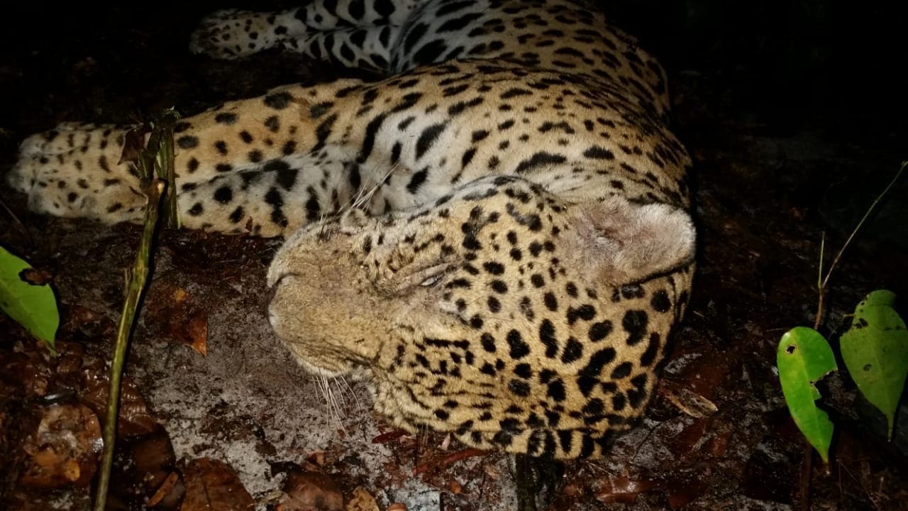 Nu hun tijgers op zijn, halen de Chinezen tot pasta gekookte jaguars uit Suriname