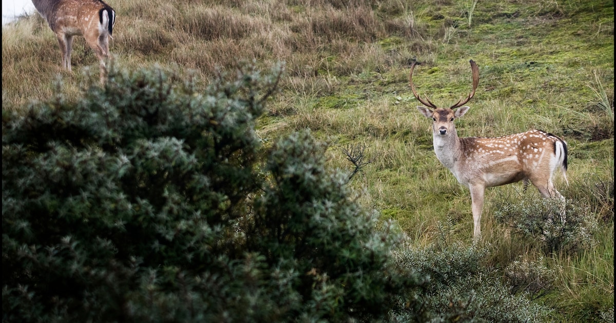 Is er een wolf in de buurt? Dan begint het hert zichzelf te likken