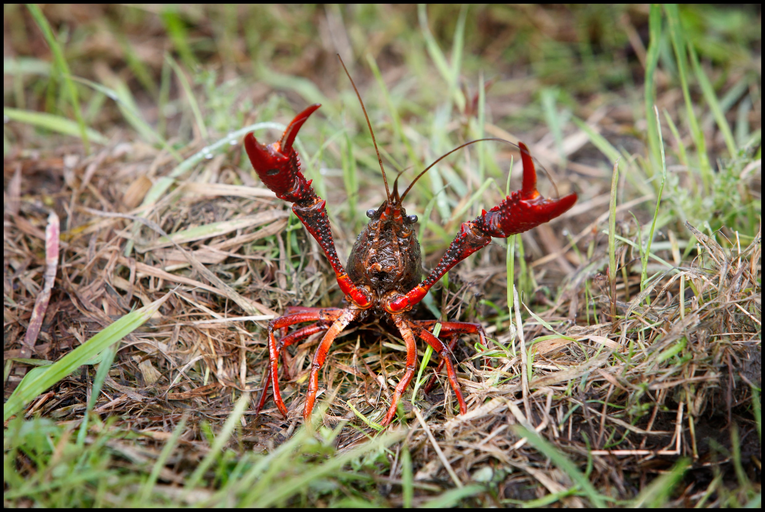 Miljoenen exotische rivierkreeften tasten de Nederlandse natuur aan ...
