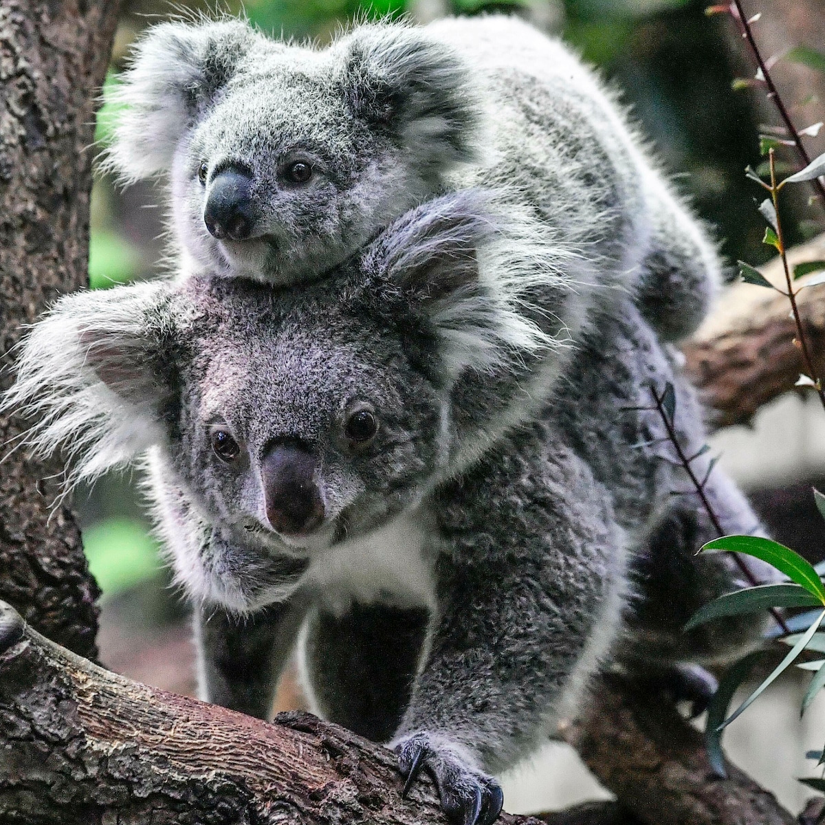 Baby Koala's Eten Baby Koala Beer Zittend Op Een Boom Stockfoto En