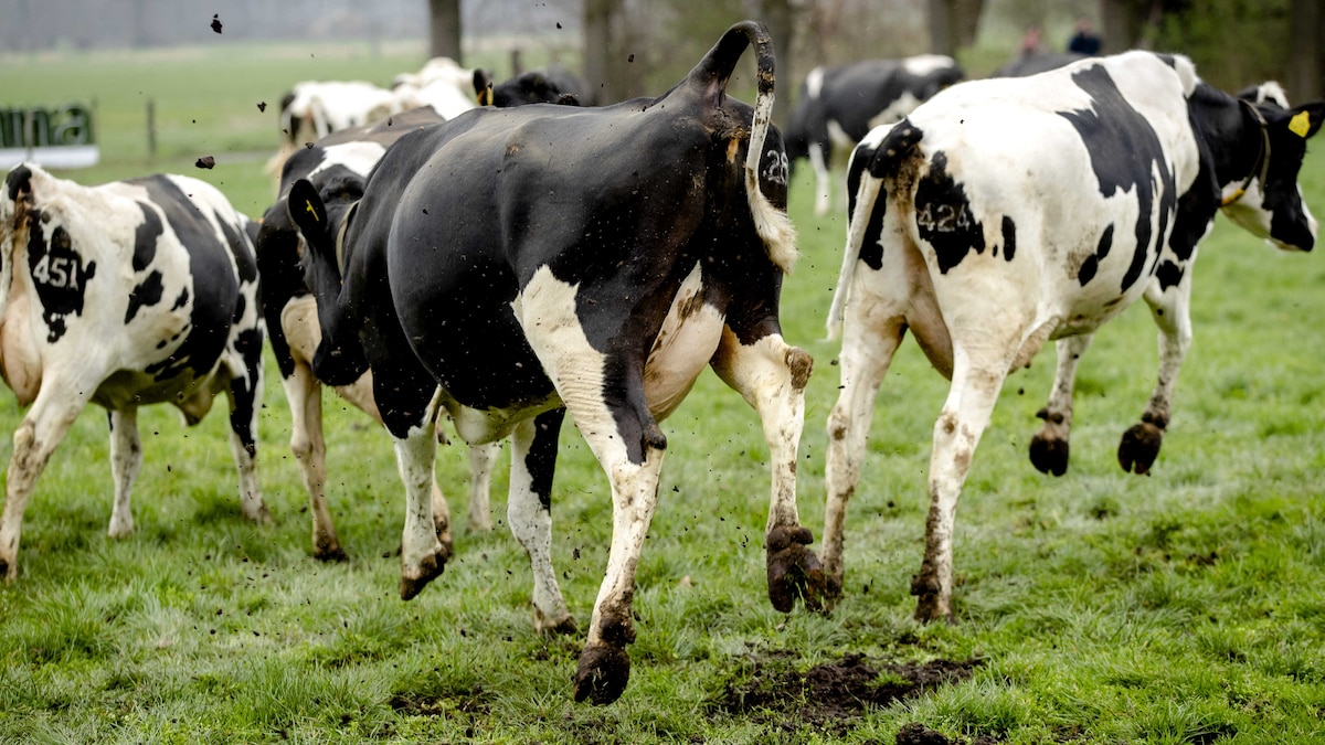 weiland verhuren aan boer