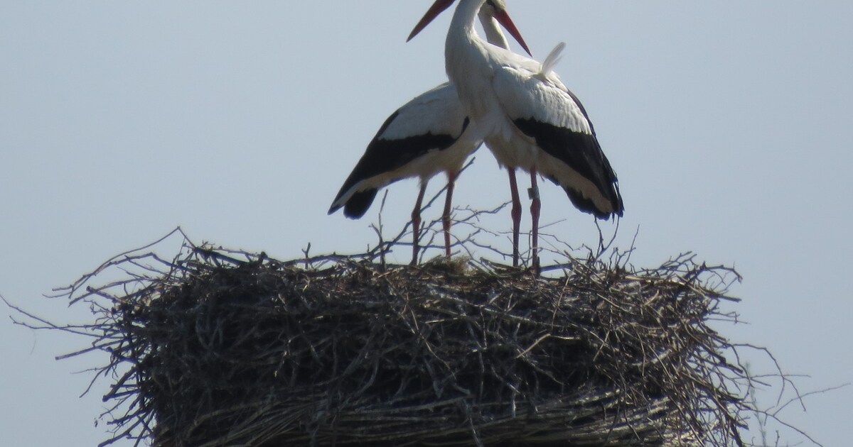 De ooievaars zitten weer op hun nest, en ze waren er vroeg bij dit jaar