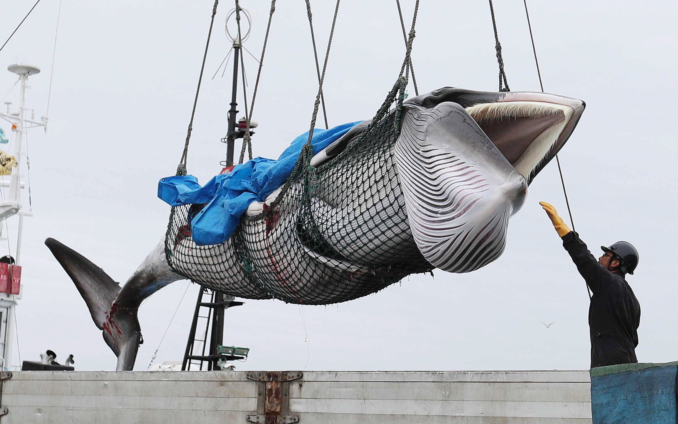 japan-wil-ook-op-beschermde-gewone-vinvis-jagen-trouw