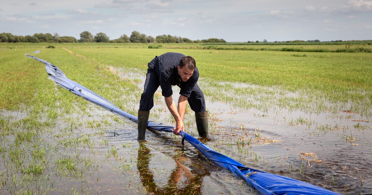 Water in de strijd tegen veldmuizenplaag, want ‘ze houden niet van natte voeten’