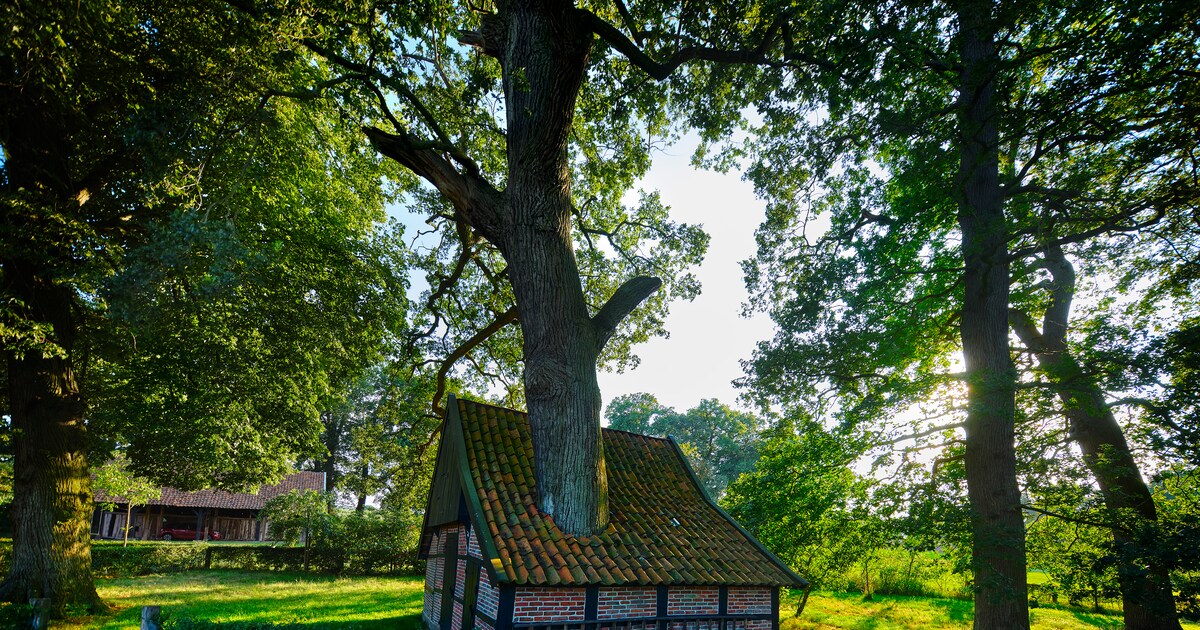 Van grafwachter tot Kabouterboom: twaalf bijzondere monumenten kunnen Boom van het Jaar worden