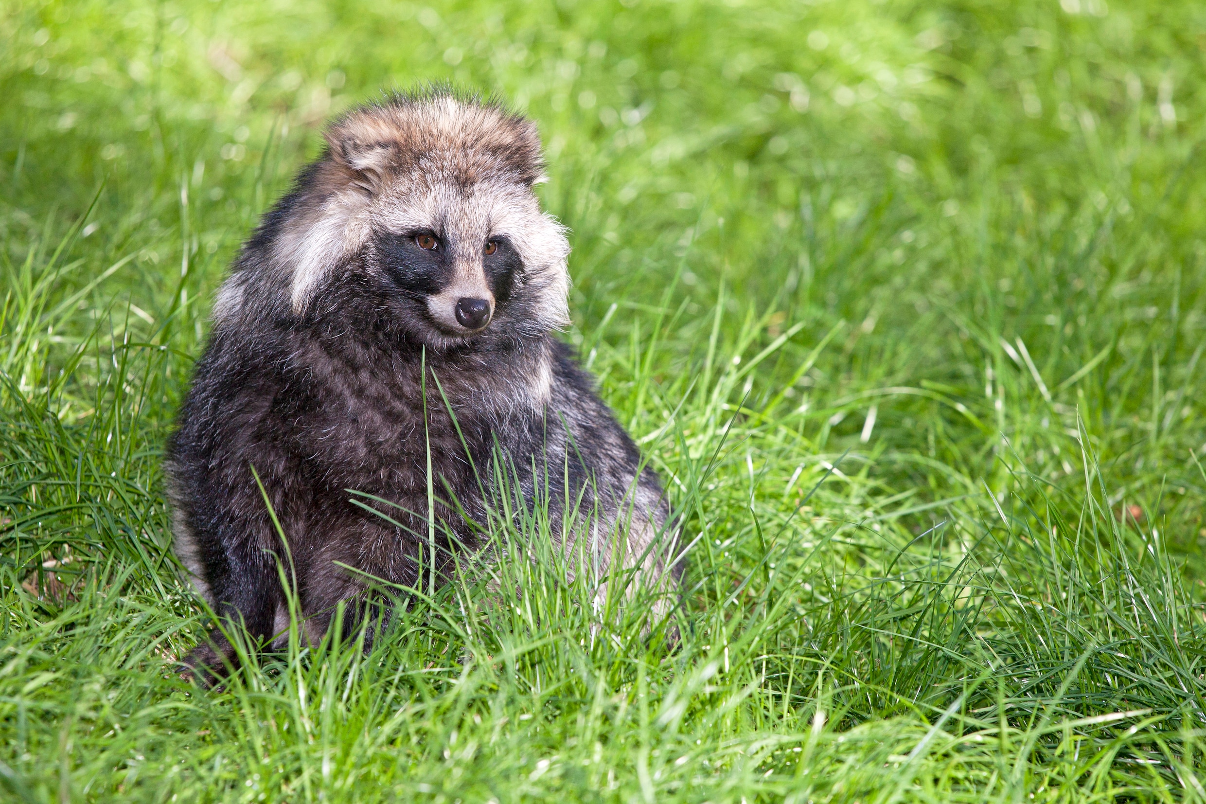 De wasbeerhond is geen wasbeer | Trouw