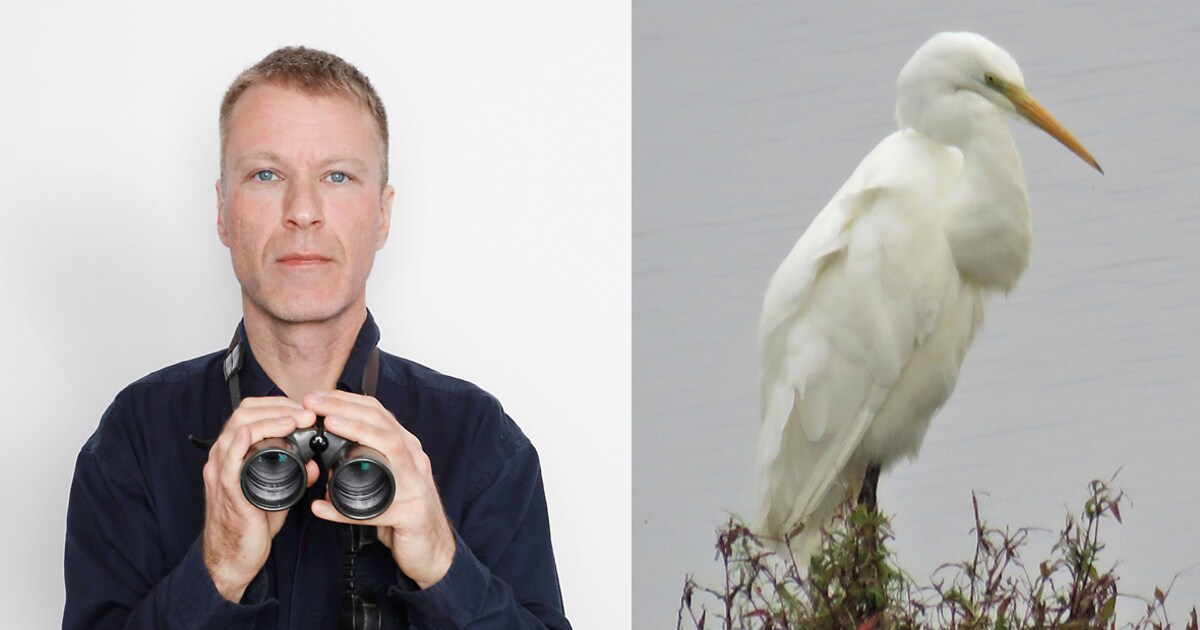 Een witte reiger blijft bijzonder