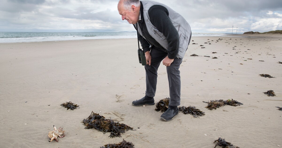 Nederlandse stranden zijn armoedige stroken stuifzand, dat moet veranderen
