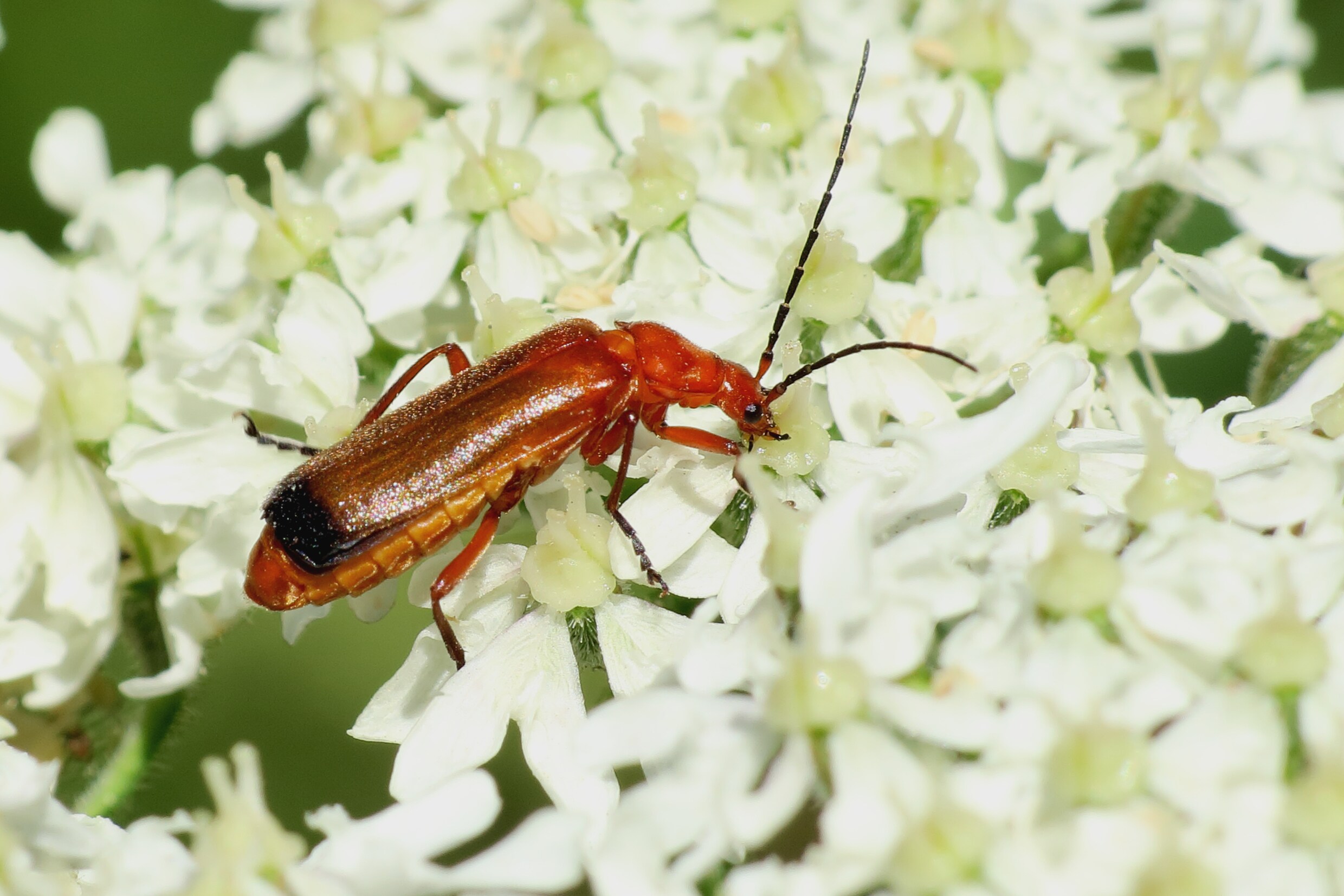 Loflied op de brandnetel: tientallen insecten zijn ervan ­afhankelijk ...