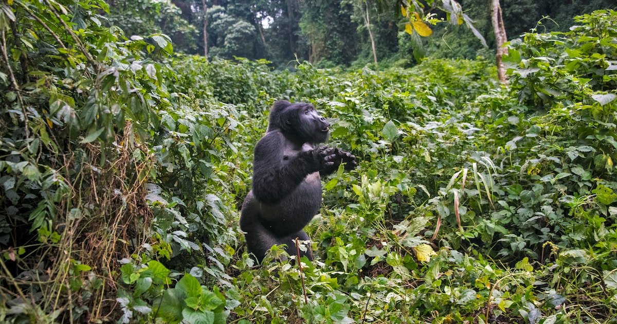 The Last Domino Falls: Unraveling the Catastrophic Chain Reaction of Wildlife Decline