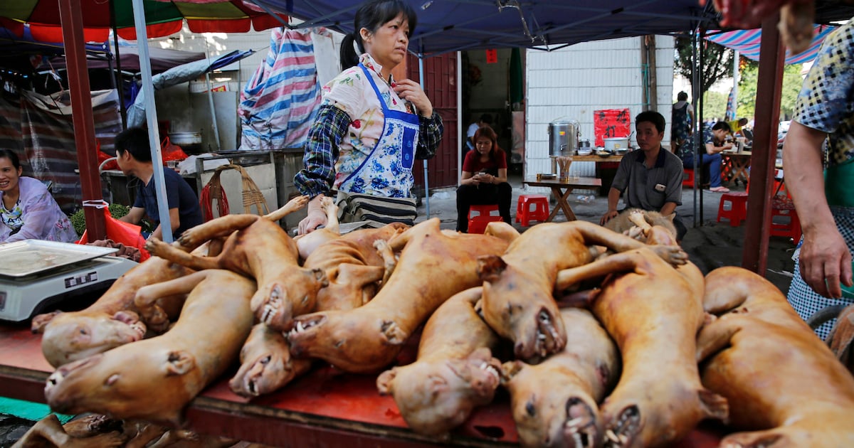 Ontsnapt aan de slacht: zeven honden lopen samen 17 kilometer naar huis