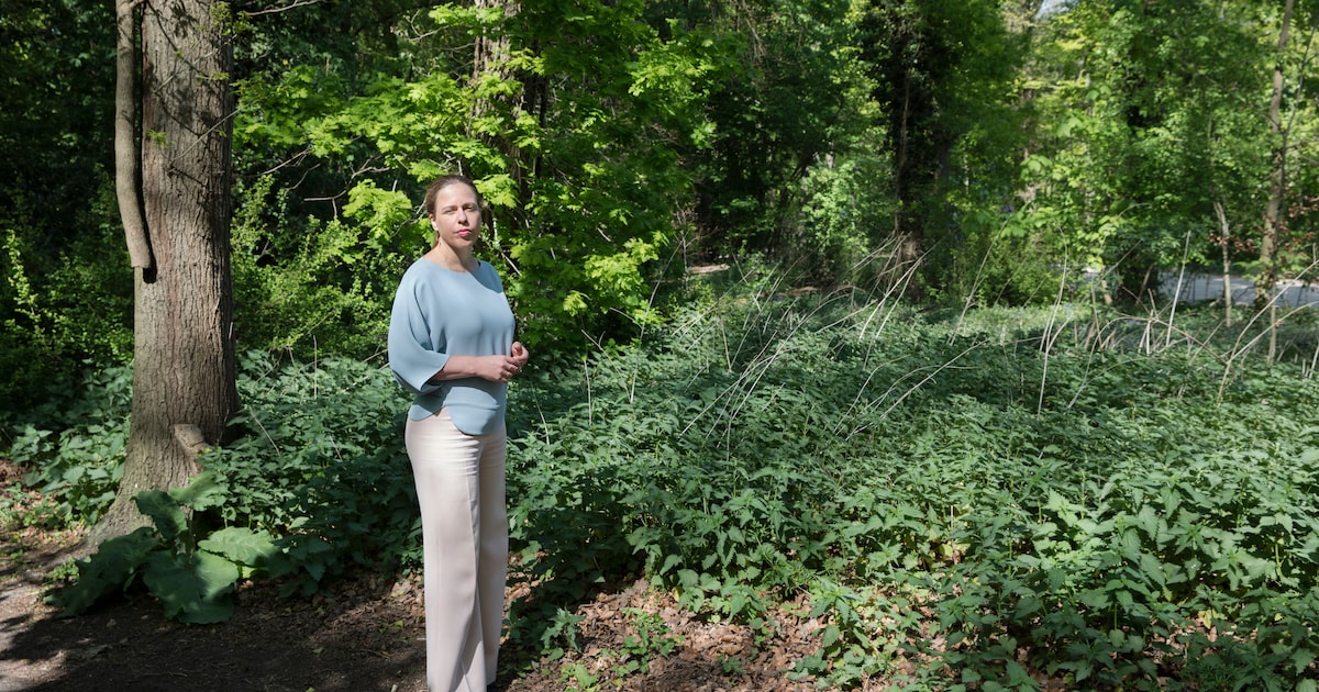 Stikstof maakt eenheidsworst van Europese bossen. ‘Je krijgt een paar winnaars, en een heleboel verl