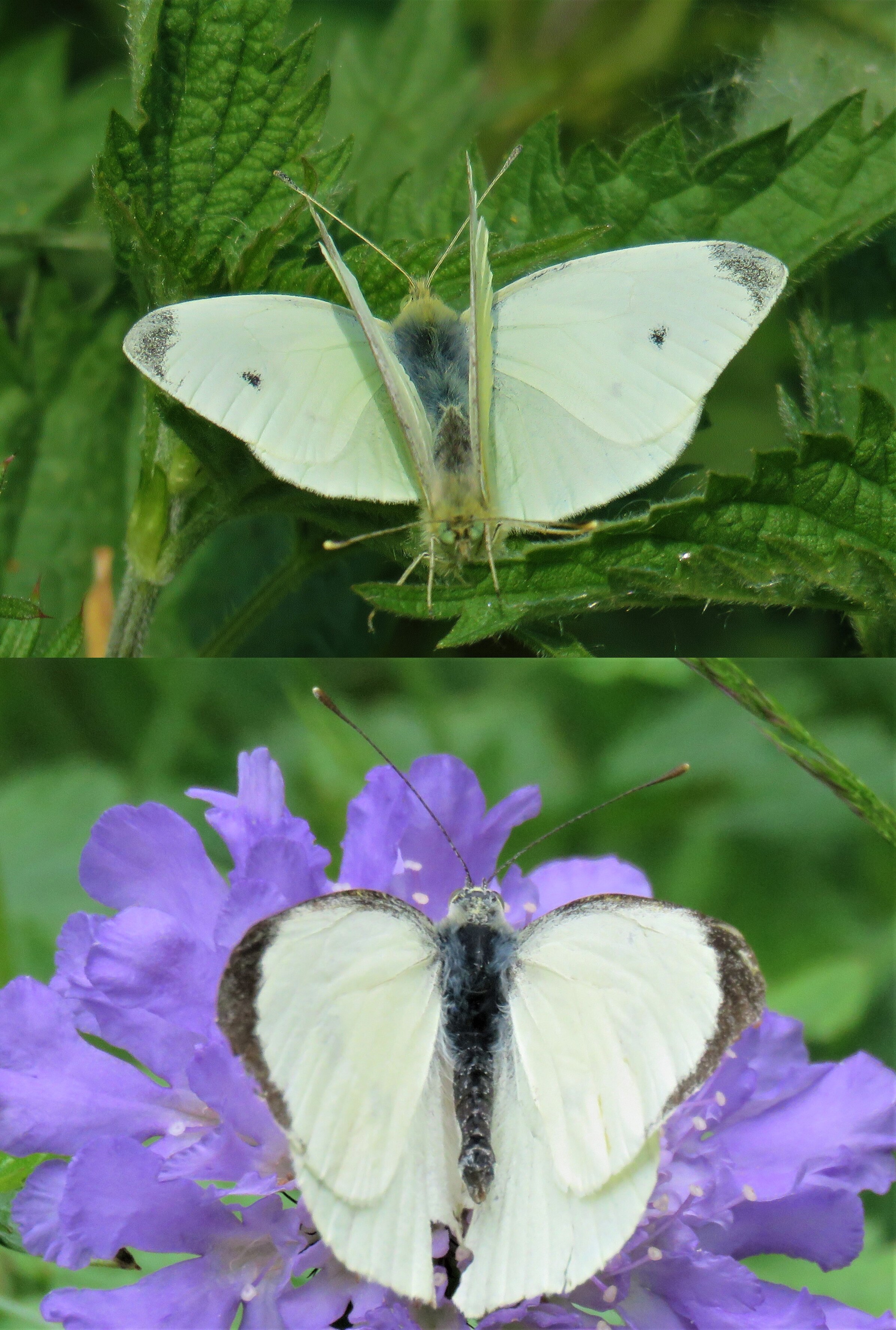 En ineens ploffen ze neer, de vastberaden koolwitjes | Trouw