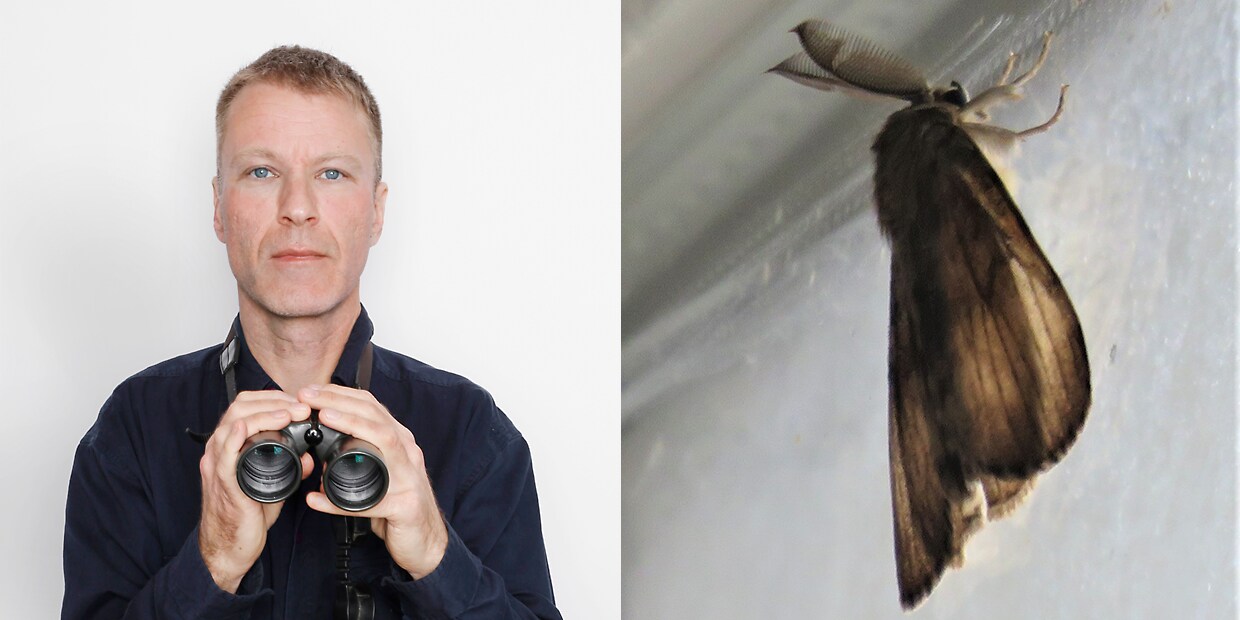 Ik ben bang dat alle harige rupsen de sjaak zijn | Trouw