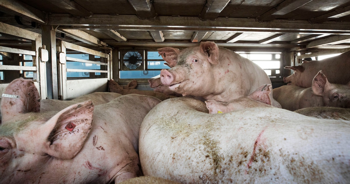 Waakhond NVWA: Boetes werken onvoldoende tegen dierenleed bij verzamelplaatsen vee