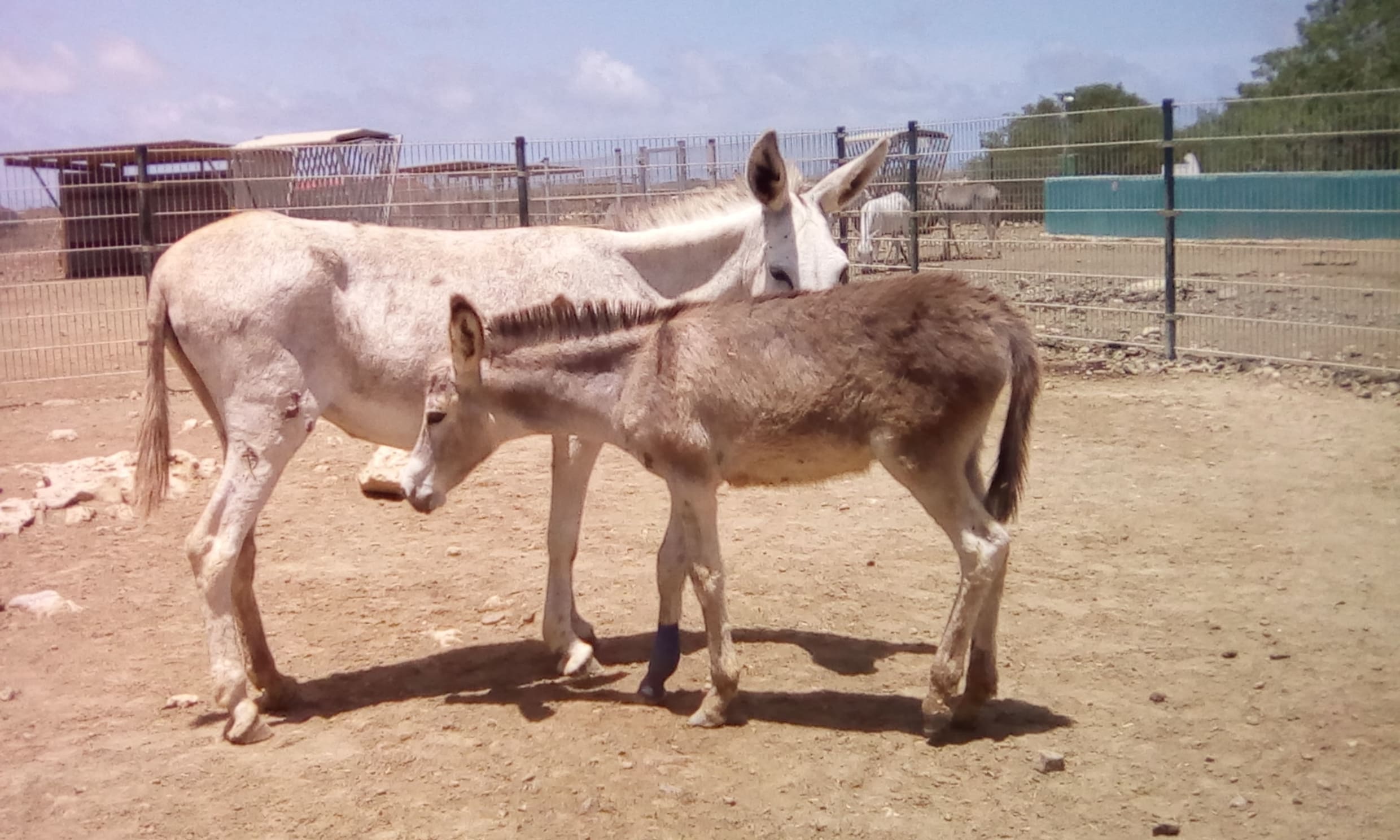 Hongerige ezels op Bonaire eten voortaan Nederlands hooi: 25000 kilo onderweg
