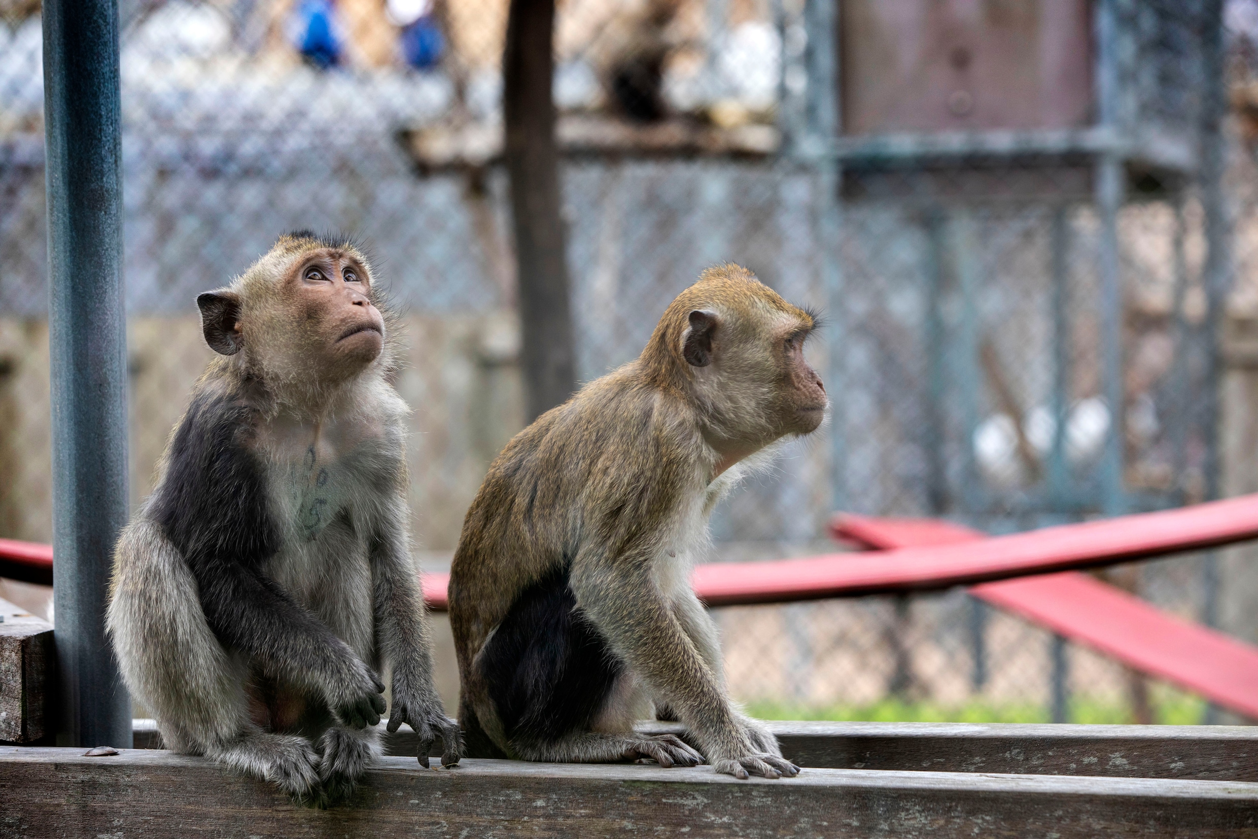 Apen worden gebruikt bij onderzoek naar coronavaccin, nu dreigt een apentekort