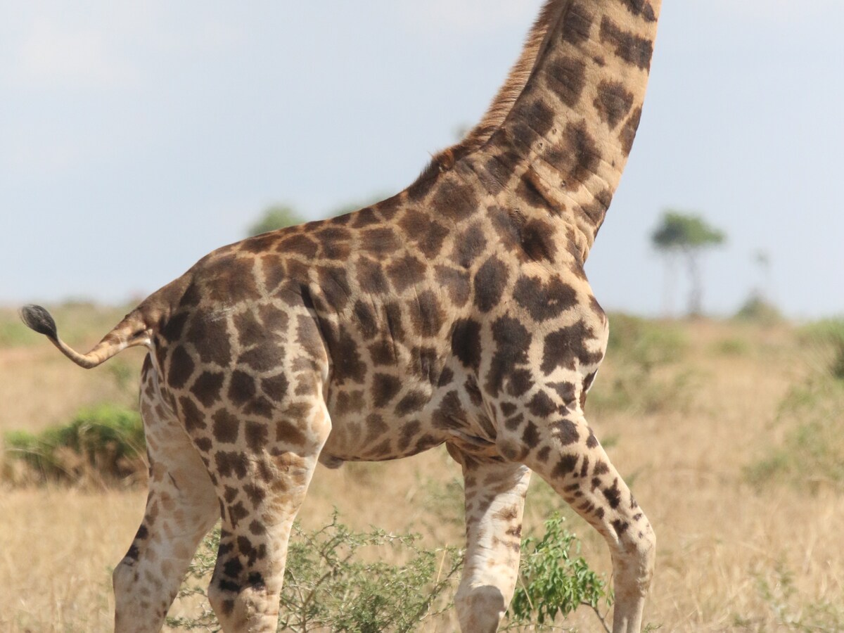 Morsom Girafftunge