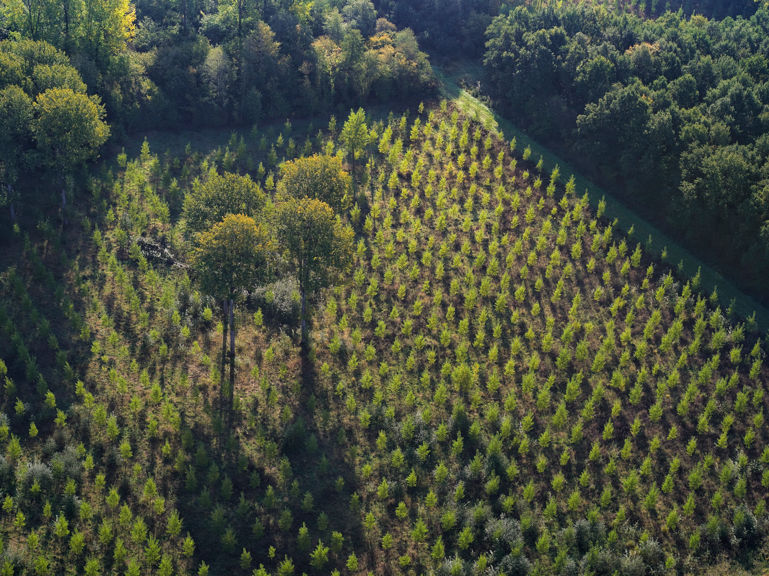 Waarom alleen bomen planten om uitstoot te compenseren niet haalbaar is |  Trouw