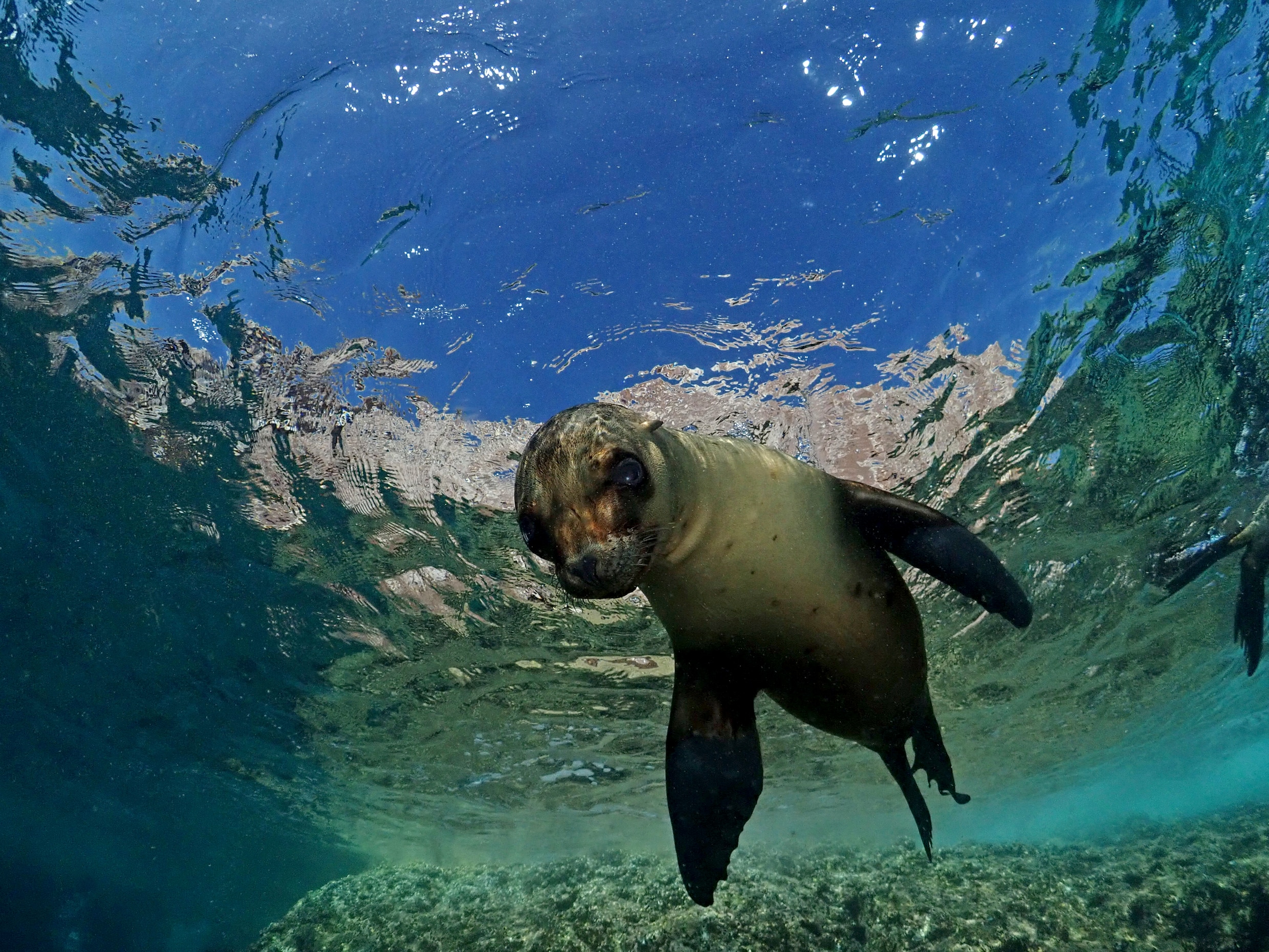 Waarom zwemt een zeehond met zijn achterlijf en een zeeleeuw met zijn voorvinnen? Er is