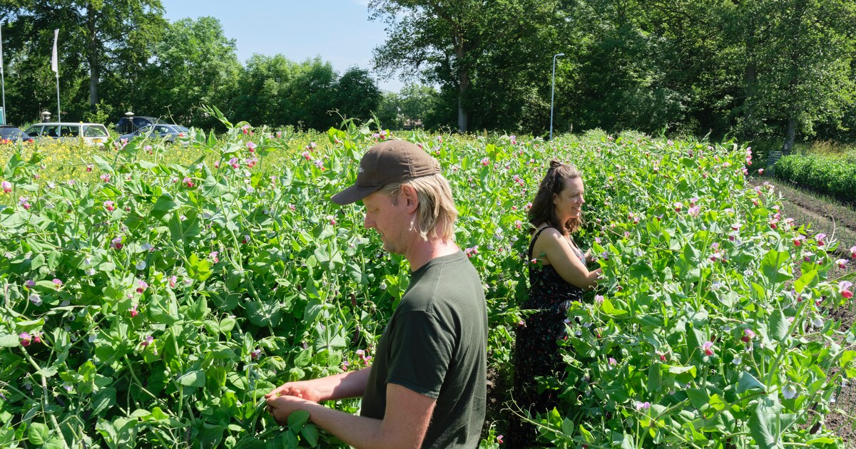 Kleine akker, grote inkomsten? Deze microfarmers geloven dat het kan