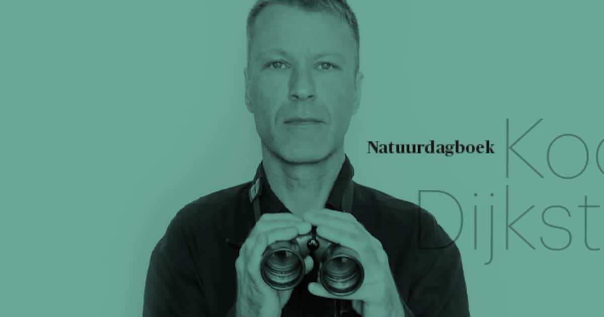 Bij een hoornaarnest kun je beter niet te lang blijven