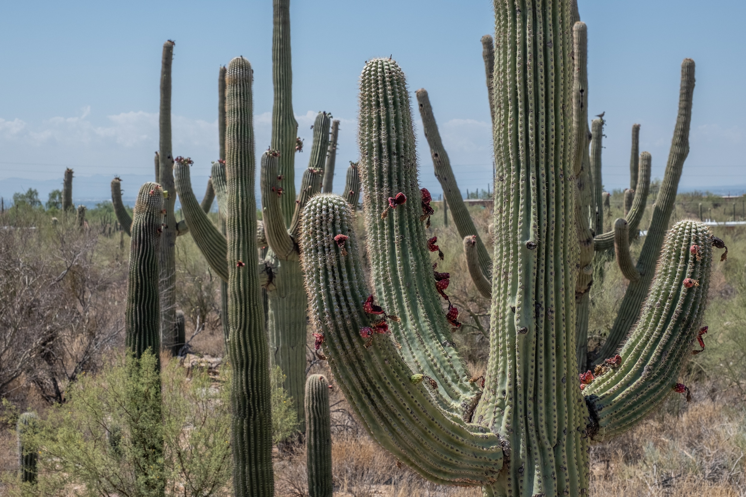 Zelfs de cactussen overleven de hitterecords in Arizona niet | Trouw
