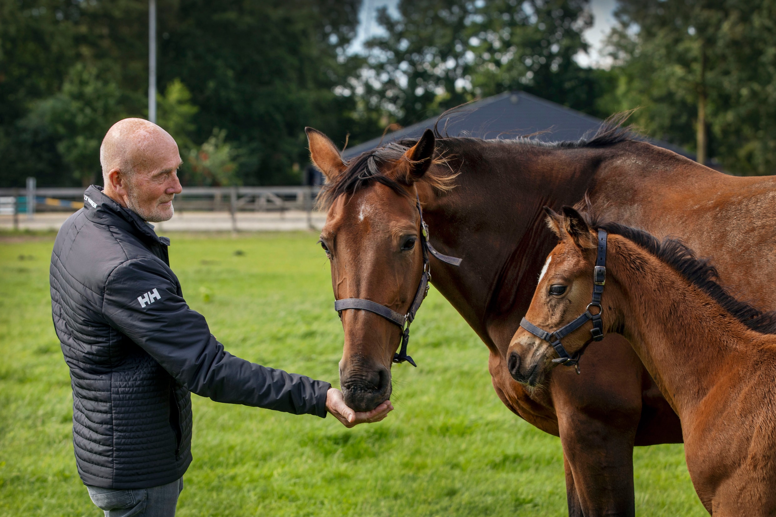 Hoe de gerenommeerd paardenfokker Willy Wijnen van Explosion W een olympisch kampioen maakte
