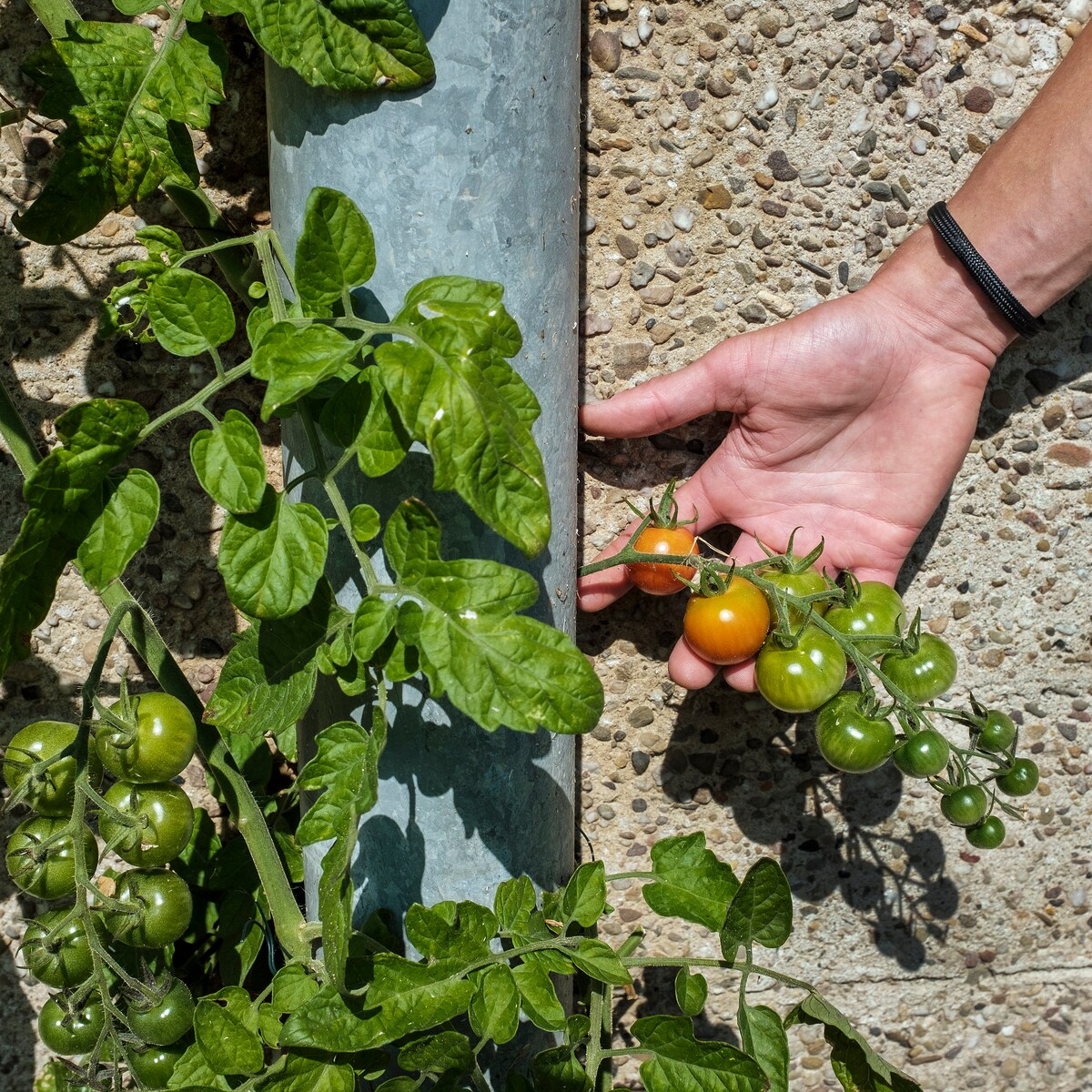 Om de biodiversiteit te stimuleren, komt Christiaan Kuipers (31) appels en  tomaten planten bij je kantoor | Trouw