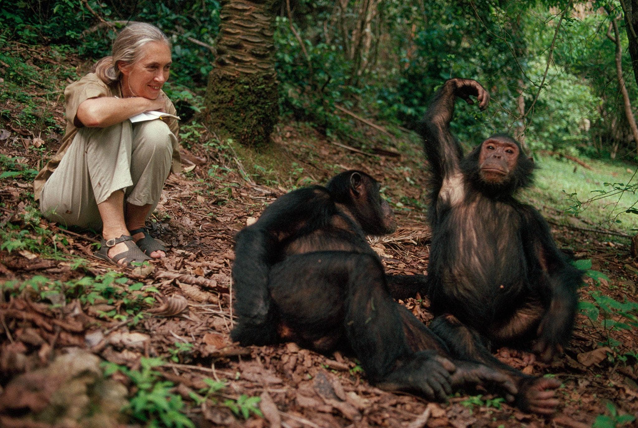 Jane Goodall (91) veranderde onze blik op chimpansees – en op onszelf ...