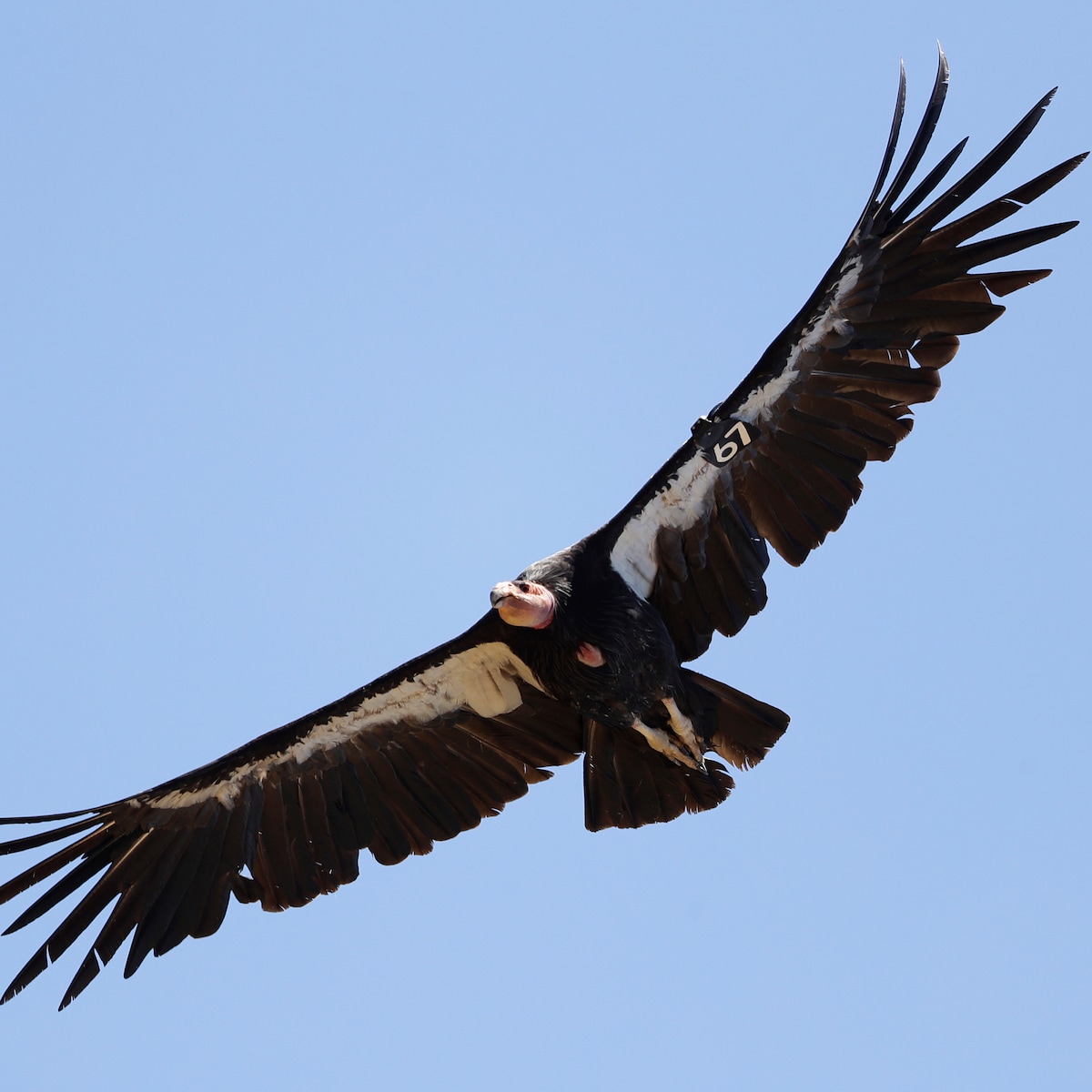 Californische Condor