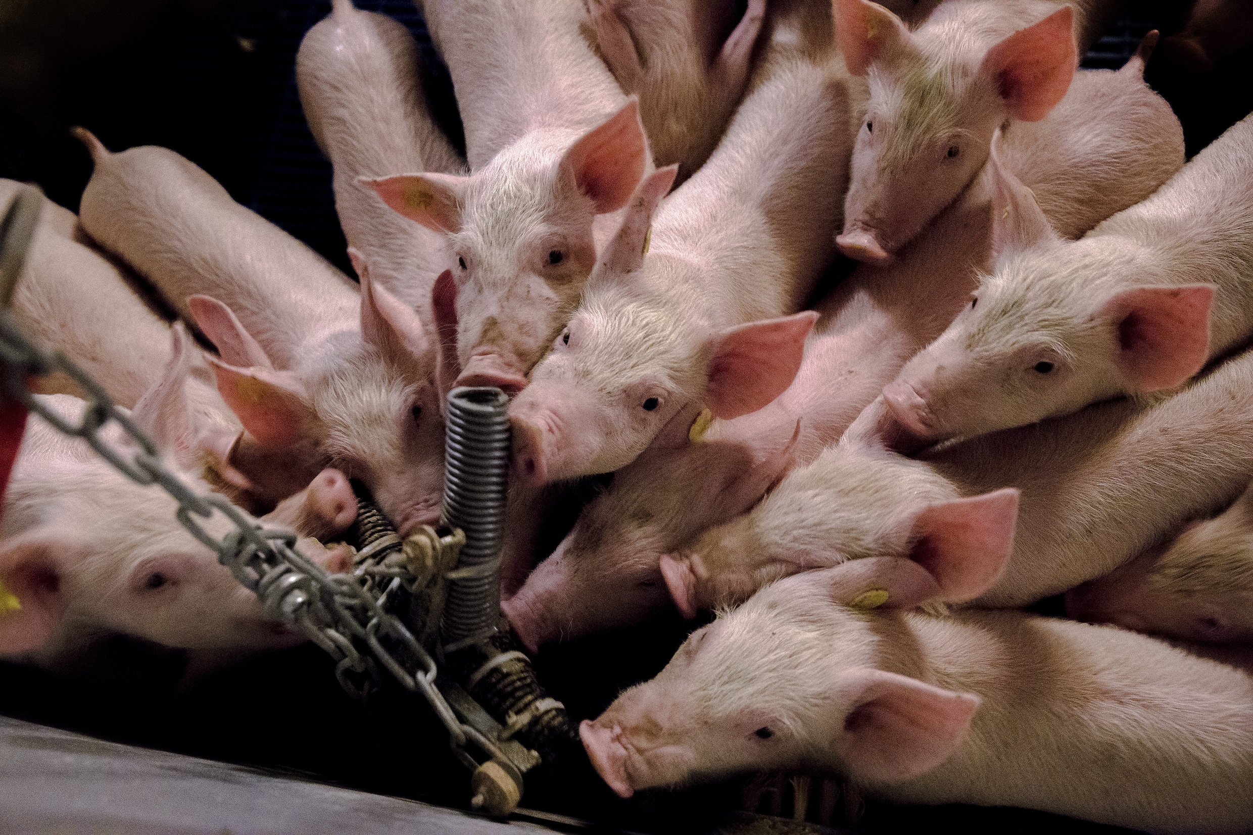 Meerderheid Nederlanders is tegen intensieve veehouderij, maar we eten nog nauwelijks vegetarisch